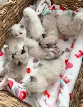 kittens arriving in June!