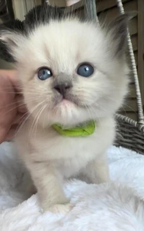 Available female mitted Blue Point! Lime collar on!