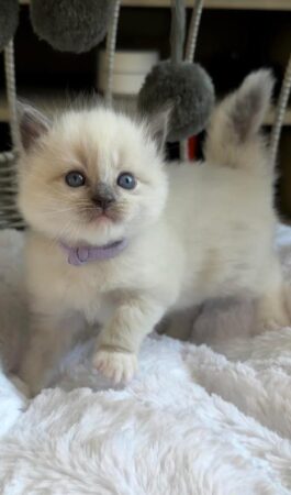 Available female mitted Blue Point! Violet collar on!
