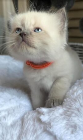 Available male Blue Color Point! Orange collar on!