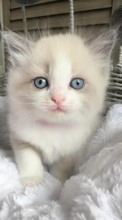 Available female Blue Point Bicolor! Pink collar on!