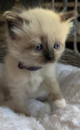 Available female mitted Seal Point! Purple collar on!