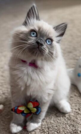 Available female Blue Point Mitted! Pink collar on!