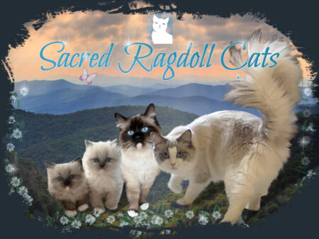 Sacred Ragdoll Cats